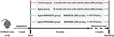 Lactococcus strains with psychobiotic properties improve cognitive and mood alterations in aged mice